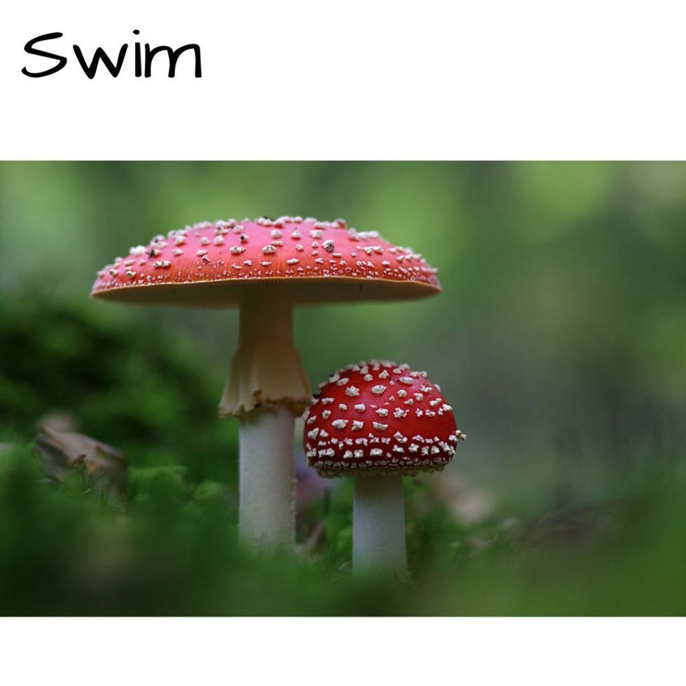 🍄 Swim